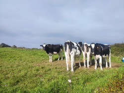 Cantabria convoca las ayudas de `mínimis` para apoyar la producción lechera