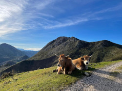 Cantabria inicia el pago a cerca de 900 ganaderos de 1,8 millones de euros en ayudas contra la EHE