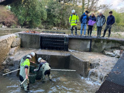 Cantabria inicia la campaña anual de control de la reproducción de salmones y truchas
