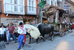 Cantabria no levantar&aacute; las restricciones de la dermatosis por el D&iacute;a de Campoo: "Tiene que primar la sanidad ganadera"