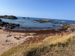 Cantabria reclamar&aacute; al Estado los m&aacute;s de 600.000 euros de retirar el alga asi&aacute;tica en 2025