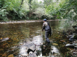 Cantabria reconoce que la situaci&oacute;n del salm&oacute;n es "bastante mala" y no cierra la puerta a una posible veda