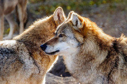  Cantabria tiene unas 25 manadas y 177 lobos en el 80% de la regi&oacute;n y sigue con las extracciones