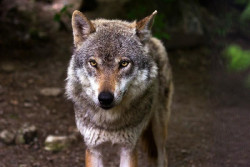 Cantabria y otras once CCAA urgen al Gobierno una conferencia sectorial para abordar el estado de conservaci&oacute;n del lobo