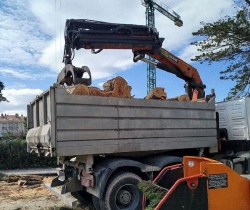 Cantabristas denuncia la tala de dos de los &uacute;ltimos &aacute;rboles de gran envergadura que quedaban en el centro de Somo