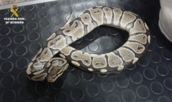 Condenado por enviar en un túper y una caja una pitón y dos lagartos sin comida, bebida, ni ventilación