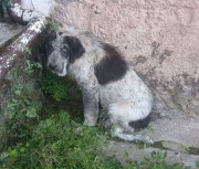 Condenan a un ganadero de La Cavada por desatender a dos mastines, uno de los cuales muri&oacute;