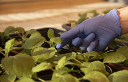 Consiguen mejorar el genoma de una planta clave en la producci&oacute;n de medicamentos y vacunas como la del Covid-19