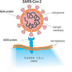 COVID con el corazón, por el Dr. Revuelta Soba