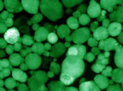 Crean las primeras c&eacute;lulas humanas trasplantables que producen insulina para tratar la diabetes tipo 1