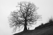 Cultura inaugura este viernes una exposici&oacute;n de fotos sobre &aacute;rboles singulares de Cantabria