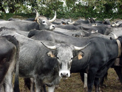 Desarrollo Rural moviliza cerca de 15 millones de euros en ayudas al sector agropecuario