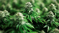 Descubren el potencial antibi&oacute;tico oculto del cannabis, que puede servir como gu&iacute;a para el desarrollo de nuevos f&aacute;rmacos