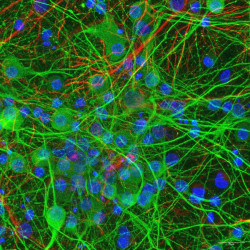 Descubren que ciertas bacterias intestinales modifican directamente la actividad de las neuronas al tocarlas