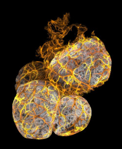 Descubren un nuevo tipo de c&eacute;lula inmunitaria que ayuda a mantener sano el tejido mamario