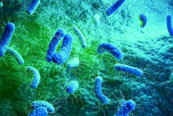Descubren una nueva clase de antibi&oacute;ticos activos contra una amplia gama de bacterias