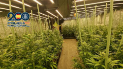 Desmantelada una plantación indoor con 250 plantas de marihuana en un piso de Nueva Montaña, con dos detenidos