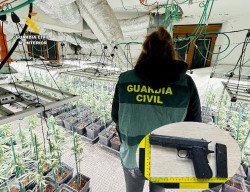 Desmantelada una plantación indoor de marihuana en Guriezo con 333 plantas y 6 kilos de hoja picada