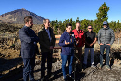 Detectan ocho ejemplares de cedro en el Teide con más de 1.000 años