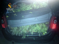 Detienen un vehículo por exceso de carga de marihuana y dicen cortada en el bosque con un hacha (¿?)