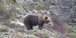 Disparan a un oso al que dejan malherido en una cacería en la Montaña Palentina y todos callan