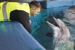 Dos belugas y cuatro delfines rescatados de Canad&aacute; llegan al Oceanogr&agrave;fic de Val&egrave;ncia tras un complejo traslado