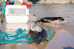 Dos focas grises vuelven a su h&aacute;bitat tras recuperarse de sus graves heridas en el Centro de Recuperaci&oacute;n de Fauna