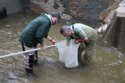 Ecologistas en Acci&oacute;n reclama la veda del salm&oacute;n y la angula en Cantabria ante su riesgo de extinci&oacute;n