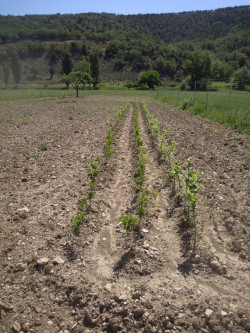 El agua de sistema de riego agr&iacute;cola puede ser reservorio ambiental de la bacteria que causa legionelosis, seg&uacute;n estudio