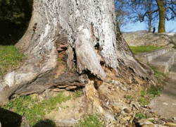  El Ayuntamiento de Reinosa desmiente a ARCA sobre los fresnos talados y le pide que corrija sus manifestaciones