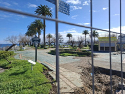 El Ayuntamiento sustituir&aacute; las dos palmeras afectadas por picudo rojo en Piqu&iacute;o