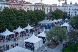 El Ayuntamiento tratará un magnolio de la Plaza Pombo para recuperar su estado fitosanitario y las palmeras.¿qué?