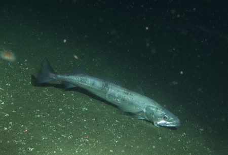 El calentamiento del oc&eacute;ano reduce la talla de madurez de la merluza europea, seg&uacute;n el IEO