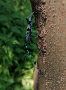 El consejero Luis Martinez, impulsa un programa de rutas de educaci&oacute;n ambiental en el Camino Lebaniego