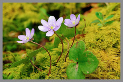El consumo de café o de frutos secos se asocia con una mejora de la salud hepática