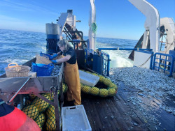 El estudio Bioman confirma el estado favorable de la anchoa del golfo de Vizcaya, con una biomasa de 155.000 toneladas