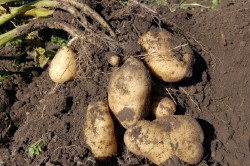 El Gobierno aprueba las ayudas para productores de patata de Valderredible afectados por el huracán Kirk en 2024