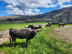 El Gobierno destina más de 200.000 euros en ayudas para el cebo de terneros macho de las razas bovinas autóctonas