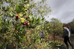 El Gobierno refuerza con nuevas medidas el plan de control de calidad del aceite de oliva