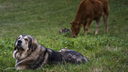 El lobo, el ganadero y la política