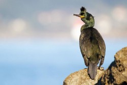 El MITECO impulsa una experiencia demostrativa para la conservación del cormorán moñudo en Cantabria, Galicia y Asturias