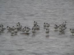 El Molino de las Aves acoge un curso para conocer las aves acuáticas de las marismas