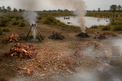 El MUPAC participa en una investigaci&oacute;n sobre una `f&aacute;brica de grasa` neandertal de hace 125.000 a&ntilde;os