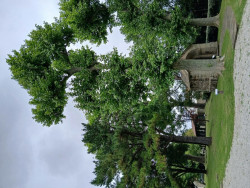 El Museo Etnográfico celebra el Día del Medio Ambiente con un taller sobre usos de la madera