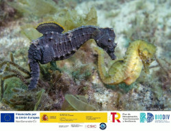 El Museo Mar&iacute;timo y el Centro Oceanogr&aacute;fico inauguran hoy la exposici&oacute;n `Socava: vida sumergida`