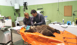 El osezno recuperado en Igüeña (León) regresa al medio natural