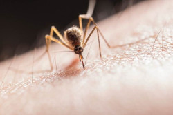 El par&aacute;sito de la malaria se acumula en el bazo poco despu&eacute;s de la infecci&oacute;n