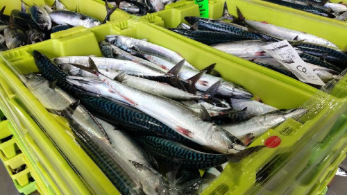 El Parlamento c&aacute;ntabro reclama una respuesta ante la "sobreexplotaci&oacute;n" del verdel por pa&iacute;ses extracomunitarios