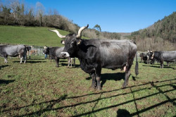 El PP de Cantabria lleva a Bruselas la defensa de los ganaderos y agricultores frente a la sequ&iacute;a
