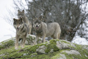 El PP pide al Defensor del Pueblo que escuche a los ganaderos y retire el recurso contra la salida del lobo del LESPRE